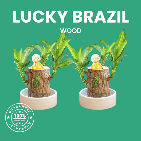Lucky Brazil Wood