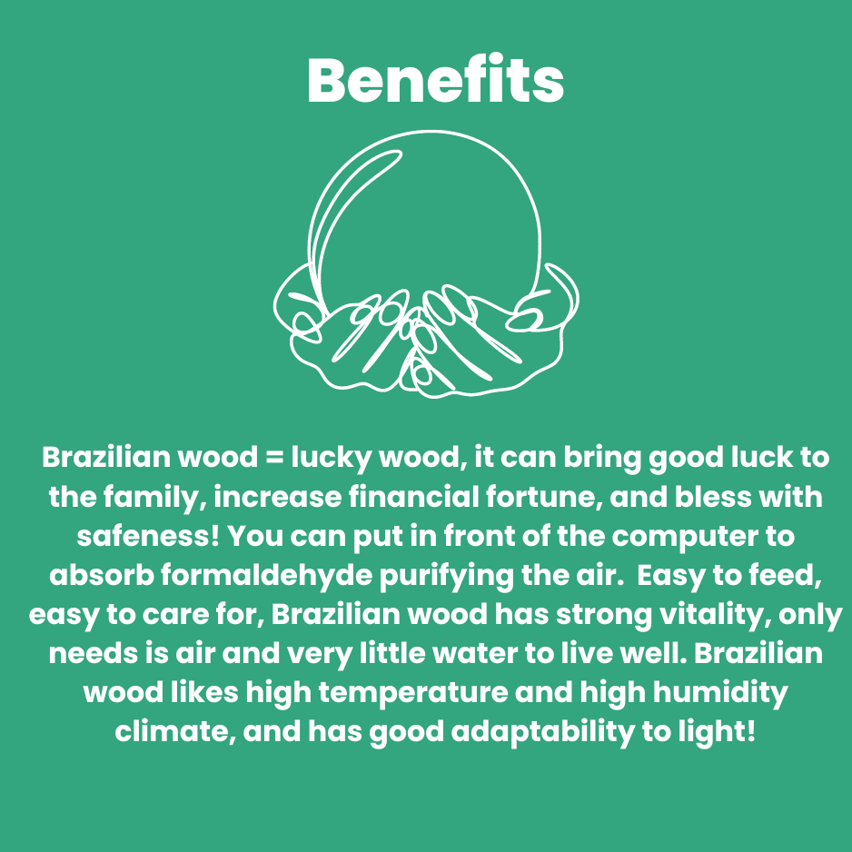 Lucky Brazil Wood