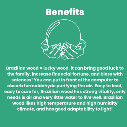 Lucky Brazil Wood
